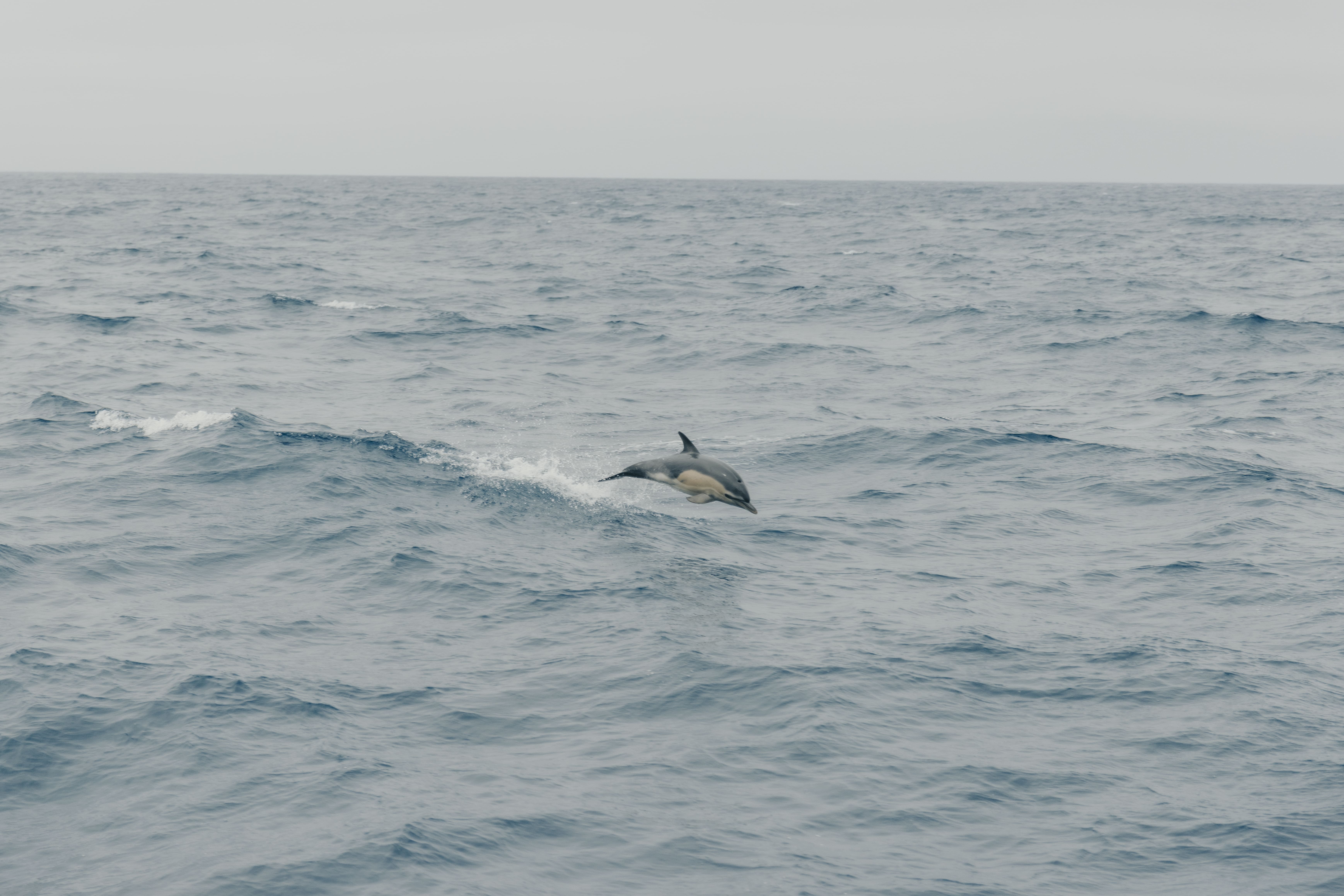 Dolphin leaping from the Pacific Ocean alongside Bark EUROPA